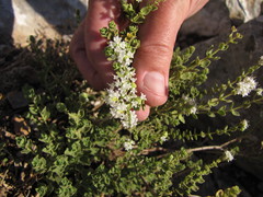 Origanum onites