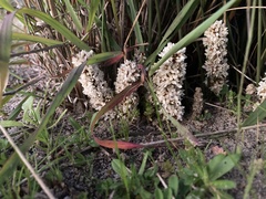 Lomandra juncea