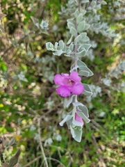 Leucophyllum candidum
