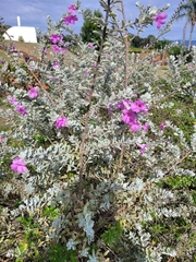 Leucophyllum candidum