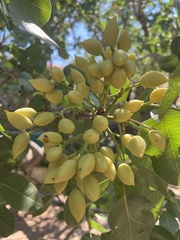 Pistacia vera