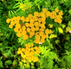 Tanacetum vulgare