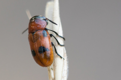 Coptocephala rubicunda