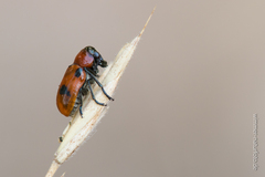 Coptocephala rubicunda