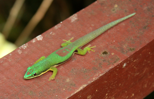 Striped Day Gecko