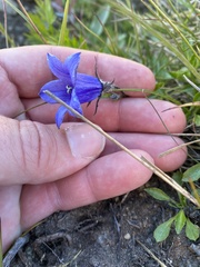 Campanula lasiocarpa