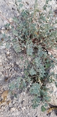 Acmispon decumbens decumbens