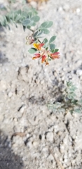 Acmispon decumbens decumbens