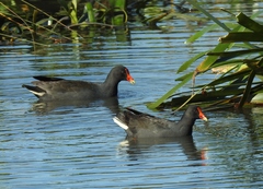 Gallinula tenebrosa