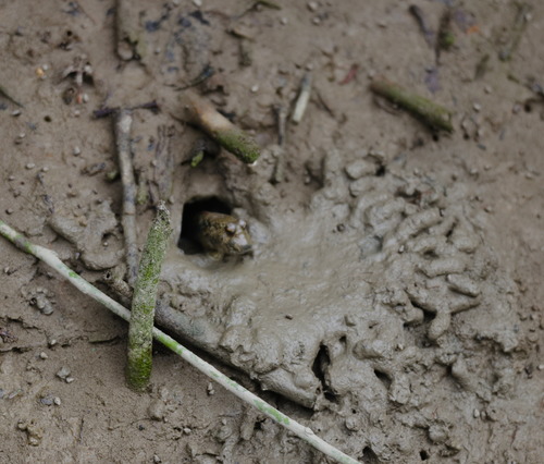 Periophthalmus magnuspinnatus