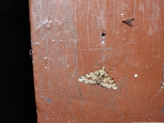 Myrioblephara