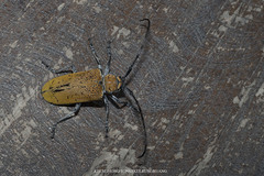 Celosterna luteopubens
