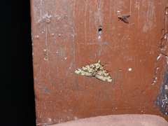 Myrioblephara