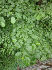 Alnus glutinosa barbata