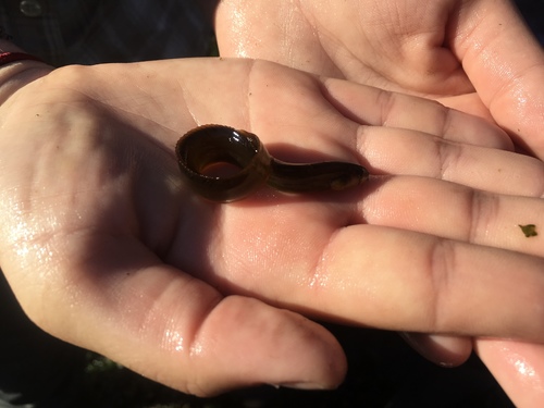 Pholis laeta