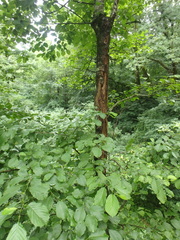 Alnus glutinosa barbata