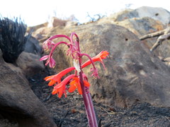 Cyrtanthus ventricosus
