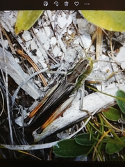 Stenobothrus rubicundulus