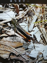 Stenobothrus rubicundulus