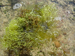 Chaetomorpha linum