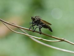Eutolmus rufibarbis