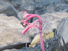 Cyrtanthus ventricosus