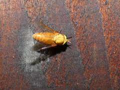 Silvius alpinus