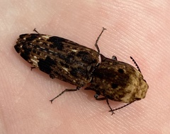 Cryptalaus alveolatus