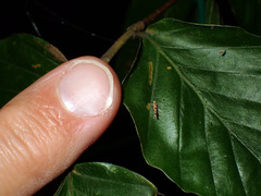 Phyllonorycter trifasciella