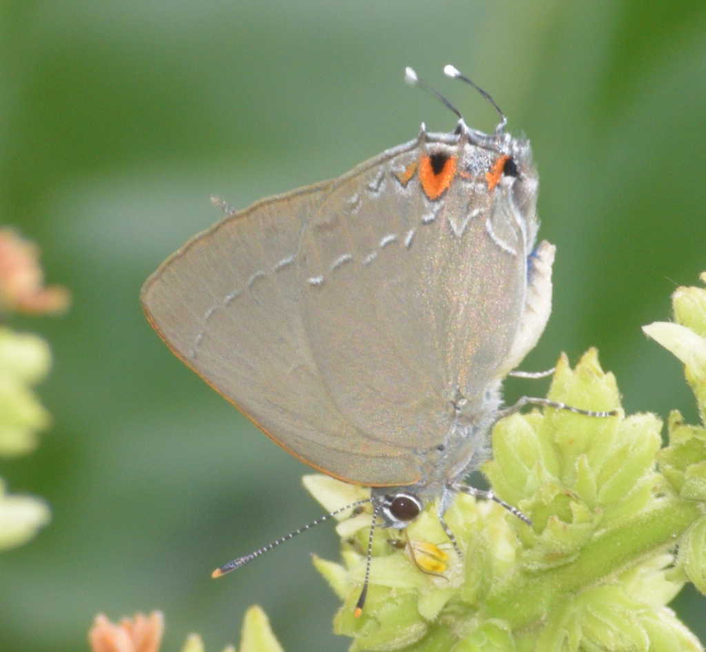 thoria hairstreak