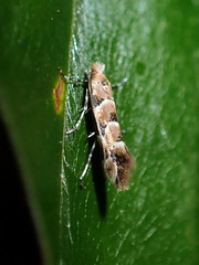 Phyllonorycter trifasciella