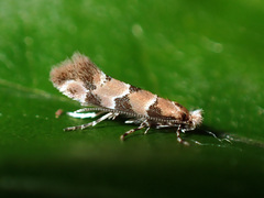 Phyllonorycter trifasciella