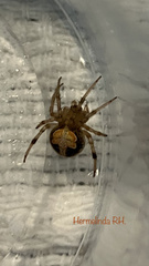Araneus pegnia