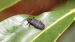 Eropterus trilineatus