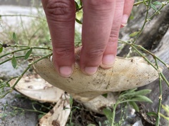 Cerioporus squamosus