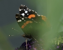 Vanessa atalanta