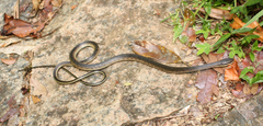 Liopholidophis dolicocercus