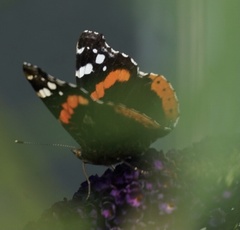 Vanessa atalanta