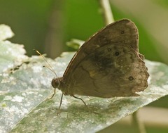 Pseudodebis valentina