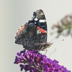 Vanessa atalanta