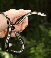 Liopholidophis dolicocercus
