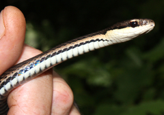 Liopholidophis dolicocercus