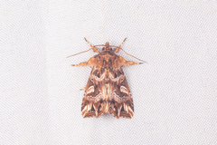 Callopistria exotica