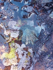 Scutellastra longicosta