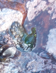 Acanthochitona garnoti