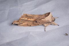 Ceira metaphaea