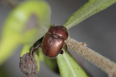 Neochodaeus frontalis