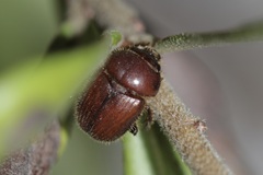 Neochodaeus frontalis
