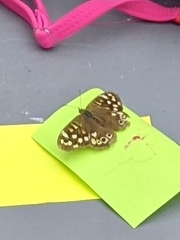 Pararge aegeria