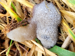 Pseudohydnum orbiculare